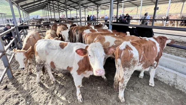 Hayvan Pazarı Açılıyor