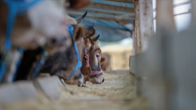 Hayvancılık Genel Müdürlüğünün Görev Ve Yetkilerinde Değişiklik