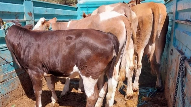 Hayvanlar Yeniden Ahırlarına Taşındı