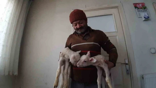 Kuzular Evin Maskotu Oldu