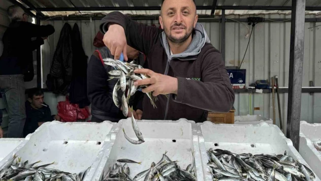 İstavrit Bolluğu Tezgahlara Yansıdı