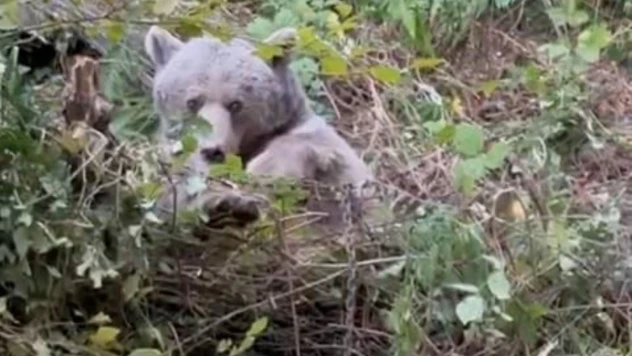 Kapana Yakalanan Ayı Kurtarıldı