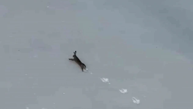 Yaban Tavşanı Görüntülendi