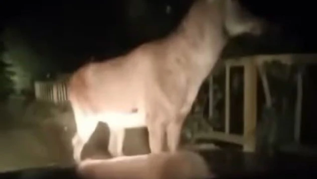 Karabük'te Erkek Geyik Ve Karaca Görüntülendi