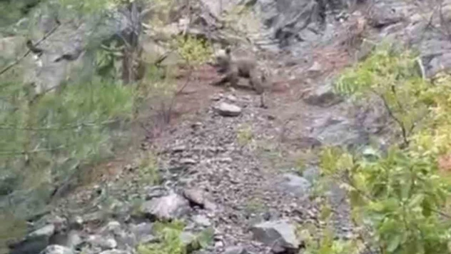 Karabük'te Ayılar Görüntülendi