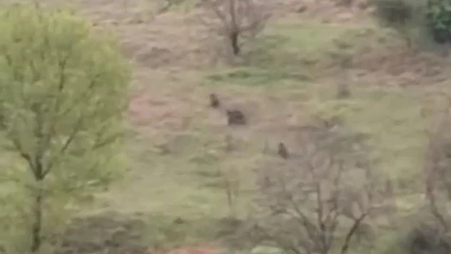 Ayılar Ve Domuzlar Görüntülendi