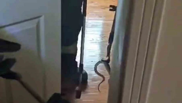 Karabük'te Eve Giren Yılan İtfaiye Ekiplerince Yakalanarak Doğaya Salındı