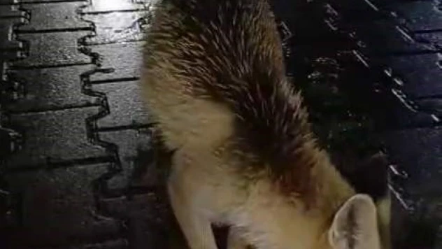 Tilkiyi Ekmekle Besledi