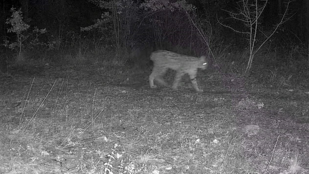 Karabük'te Vaşak Ve Yavrusu İle Kurt, Fotokapana Yansıdı