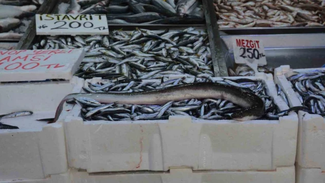 Karadeniz'de Nadir Görülen Balık Yakalandı