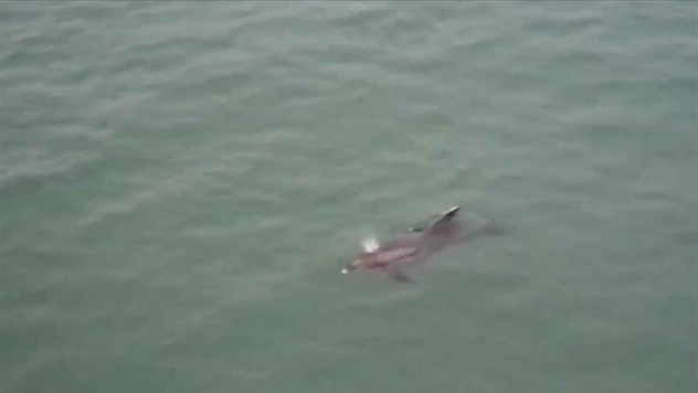 Karadeniz'de Yunus Dronla Görüntülendi