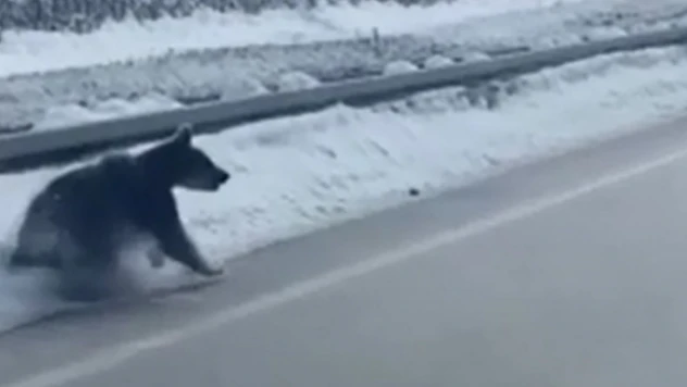 Karayoluna İnen Bozayılar Görüntülendi