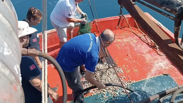 Kastamonu'da Beyaz Kum Midyesi İzleme Çalışmaları Sürüyor