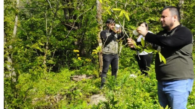 Kastamonu'da gal arısıyla mücadele