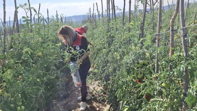 Kastamonu'da Hasat Öncesi Denetim: Numuneler Laboratuvara Gönderildi