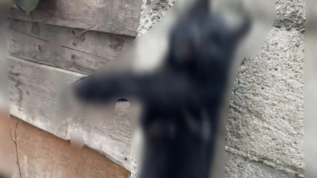 Kastamonu'da Kan Donduran Hayvan Eziyeti!