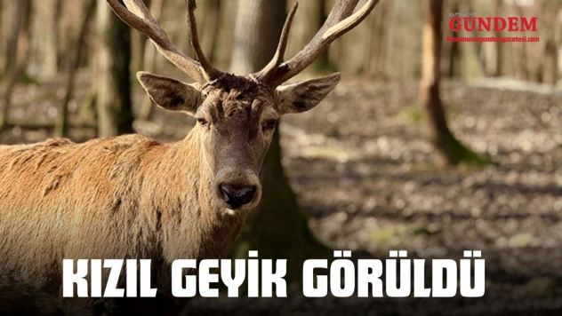 Kastamonu'da Kızıl Geyik Görüldü