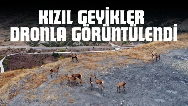 Kastamonu'da Kızıl Geyikler Dronla Görüntülendi