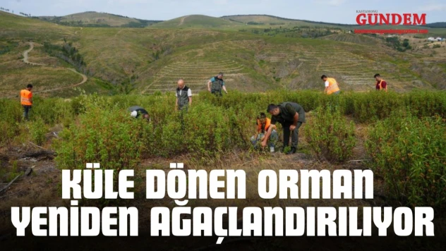 Kastamonu'da Küle Dönen Orman Yeniden Ağaçlandırılıyor