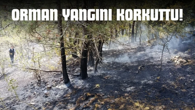 Kastamonu'da Orman Yangını Korkuttu!