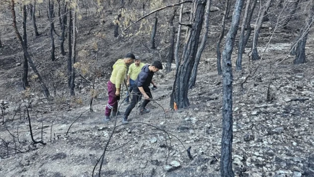 Kastamonu'da Orman Yangını Sonrası Damgalama Çalışmaları Sürüyor