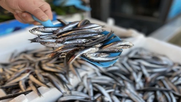 Kastamonu'da Sezonun İlk Hamsisi Tezgaha Çıktı