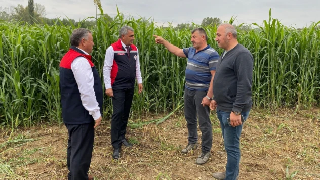 Kastamonu'da Sudan Sorgum Otu Ekili Alanlarda İnceleme