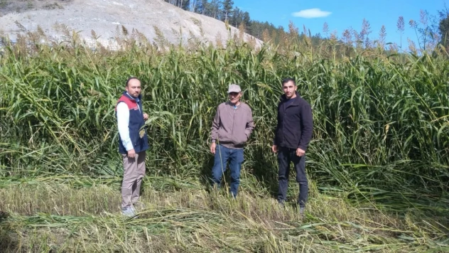 Kastamonu'da Sudan Sorgumu ile Silaj Üretimi Devam Ediyor