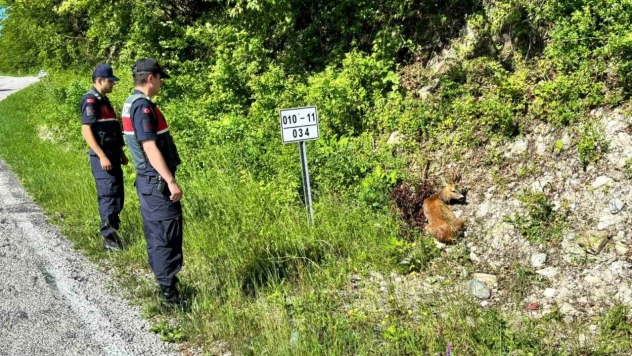 Karacalar Tedavi Altına Alındı