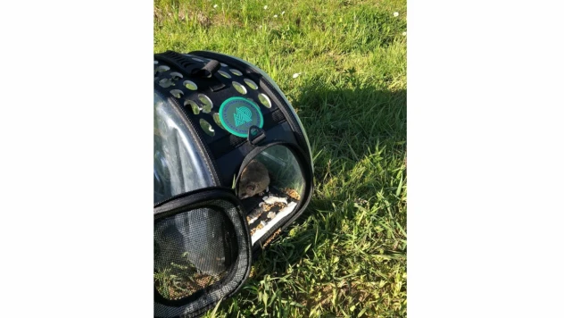 Kastamonu'da yaralı yediuyur bulundu