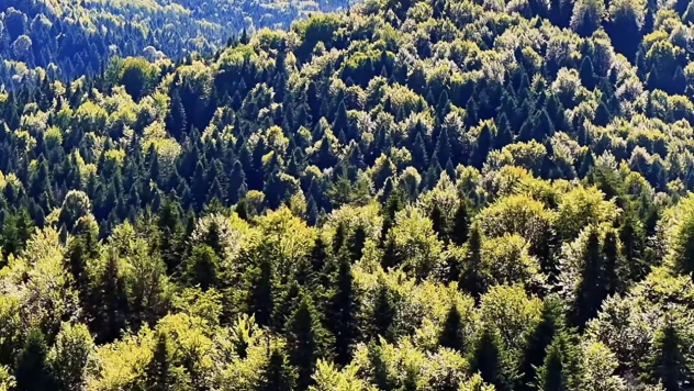 Kastamonu Ormanları Güzelliğiyle Mest Ediyor