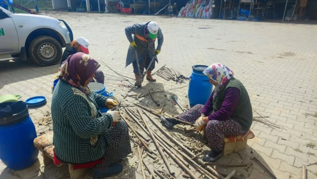 Kavak Fidanı Üretimi Başladı