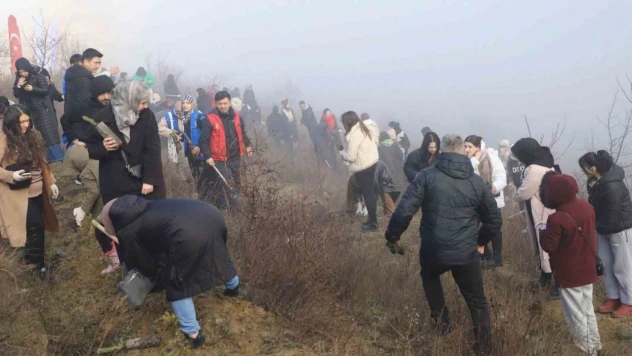 500 Çam Fıstığı Fidanı Toprakla Buluştu