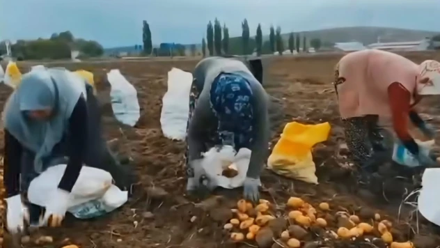 KDAKP Hibe Desteği Devrekani'de Verime Dönüştü