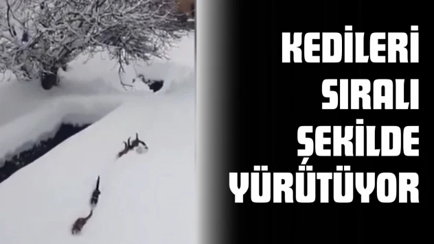 Kedileri Sıralı Şekilde Yürütüyor