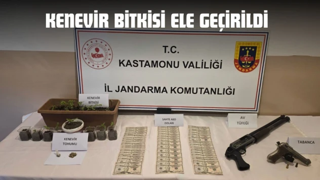 Kenevir Bitkisi Ele Geçirildi