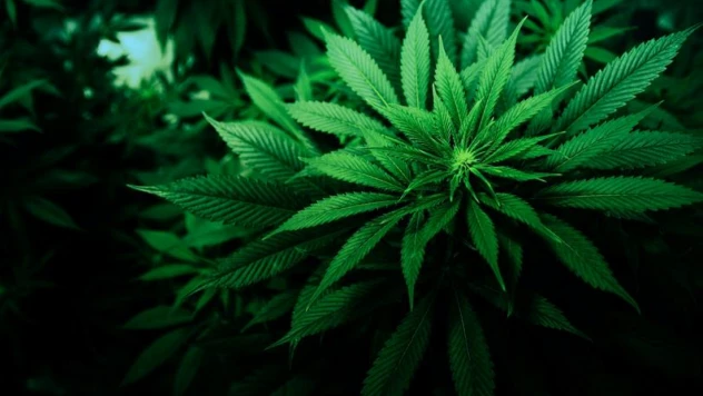 Kenevir Yetiştiriciliği İçin Son Gün 1 Nisan