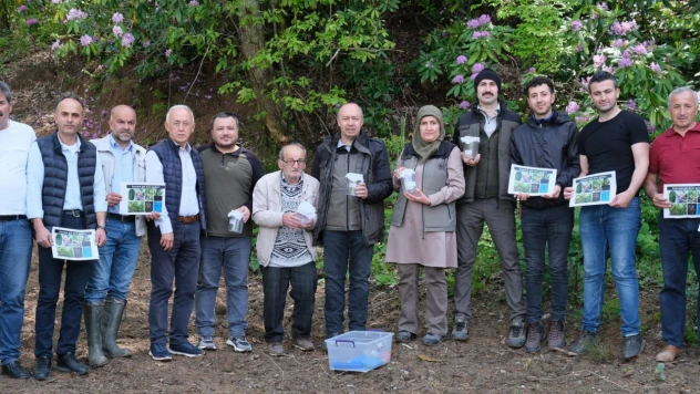 Kestane ağaçları korunacak
