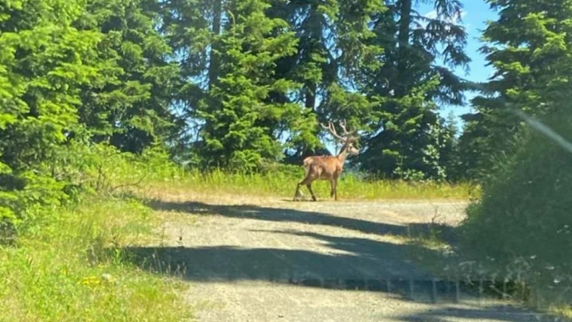 Kızıl geyik görüntülendi