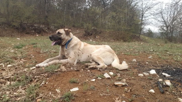 O Davada Sanığa 6 Yıl 6 Ay Hapis