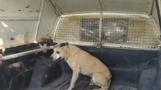 Köpek havuza düştü, belediye ekipleri kurtardı