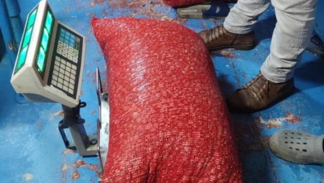 Kum Midyesi Avcılığında Süreç Titizlikle Kontrol Ediliyor