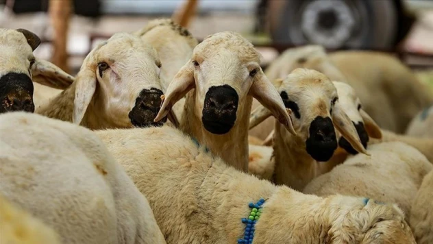Kurban Kesiminde Kurallara Uymayanlara Ceza Uygulanacak