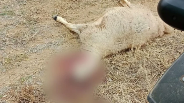 Kurt Sürüsünün Saldırdığı 30 Küçükbaş Hayvan İle 1 Köpek Telef Oldu