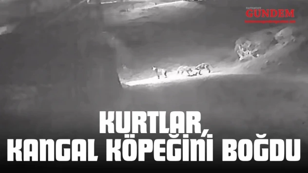 Kurtlar, Kangal Köpeğini Boğdu