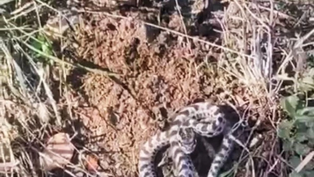 Mantar Ararken Engerekle Karşılaştı