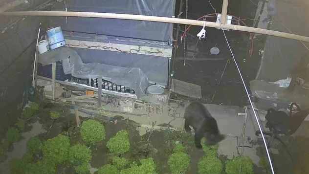 Marul Çadırında Şaşırtan Misafir