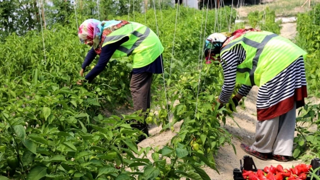 Meyve ve sebzeler 'Halkın Bakkalı'nda satışa sunulacak