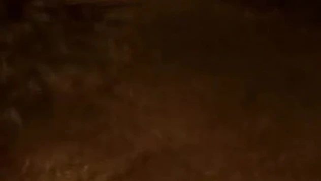 Mezalığa İnen Ayı Kameralara Yakalandı!