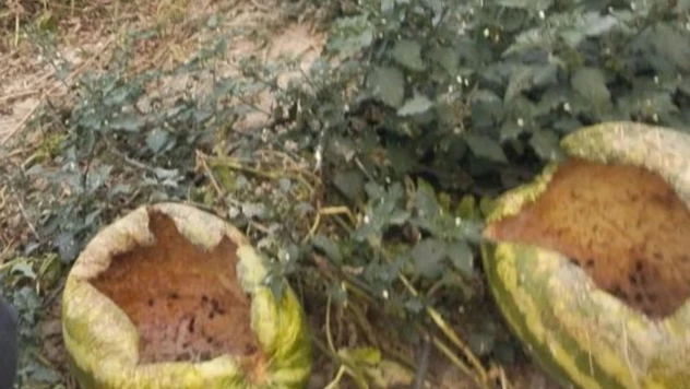 Mudurnu'da Kargalar 80 Karpuzu Delik Deşik Etti